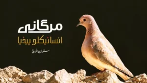 ماہر ماحولیات سلمان بلوچ کی مرتب کردہ پہلی بلوچی پرندوں کی کتاب مرغانی انسائیکلوپیڈیا