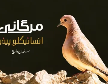 ماہر ماحولیات سلمان بلوچ کی مرتب کردہ پہلی بلوچی پرندوں کی کتاب مرغانی انسائیکلوپیڈیا